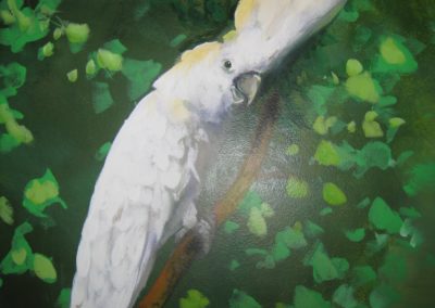 White Cacatoo Nature Birds